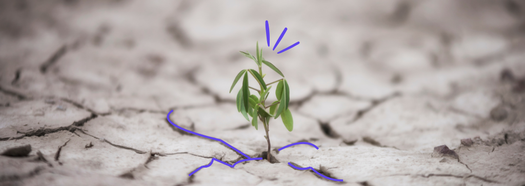 Building a Resilient Business Through Strong Operational Foundations. A plant growing in a dry environment.